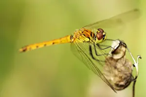 Dragonfly Prints: Spotted Darter (Sympetrum depressiusculum)
