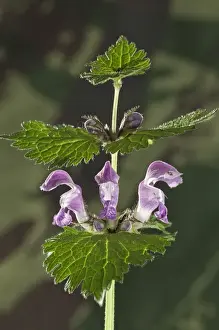 Spotted Deadnettle, Spotted Henbit or Purple Dragon -Lamium maculatum-, Untergroeningen, Baden-Wuerttemberg, Germany, Europe