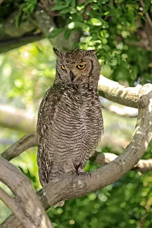 Spotted Eagle-owl -Bubo africanus-, adult on tree, Western Cape, South Africa