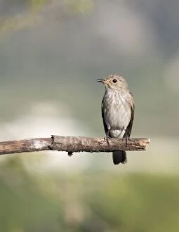 Deciduous Tree Collection: Spotted Flycatcher (Muscicapa striata), pair on branch. Spain