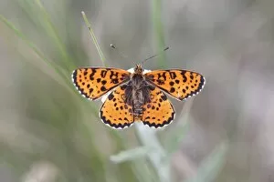 Images Dated 16th July 2013: Spotted Fritillary -Melitaea didyma-, Hackelsberg nature reserve, Winden am See, Burgenland, Austria