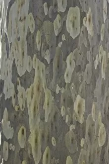 Spotted gum tree trunk, Australia