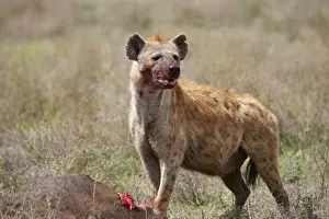 Spotted Hyena, Crocuta crocuta