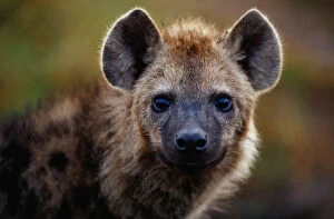 Images Dated 16th September 2005: Spotted hyena (Crocuta crocuta) close up, Masai Mara N. R, Kenya
