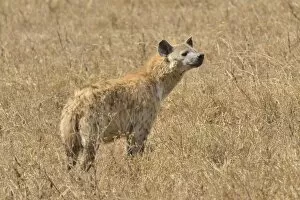 Images Dated 10th August 2013: Spotted Hyena -Crocuta crocuta- in the Ngorongoro Crater, Ngorongoro Conservation Area, Tanzania