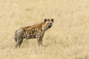 Spotted Hyena -Crocuta crocuta- standing in dry grass, Etosha National Park, Namibia