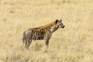 Spotted Hyena -Crocuta crocuta- standing in dry grass, Etosha National Park, Namibia