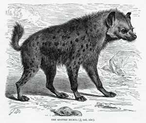 Images Dated 11th May 2017: Spotted hyena engraving 1894