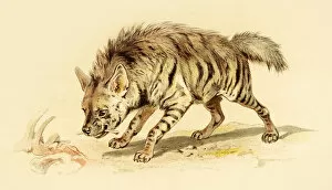 Images Dated 7th July 2016: Spotted hyena illustration 1888