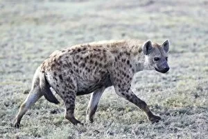 Images Dated 1st February 2011: Spotted Hyena or Laughing Hyena -Crocuta crocuta-, Serengeti, Tanzania, Africa
