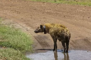 Images Dated 19th October 2011: Spotted Hyena or Laughing Hyena -Crocuta crocuta- with a transmitter around its neck