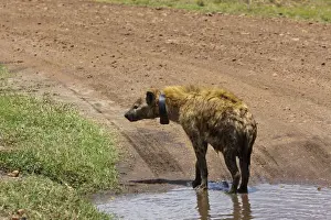 Predatory Cat Prints: Spotted Hyena or Laughing Hyena -Crocuta crocuta- with a transmitter around its neck