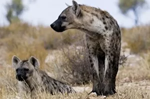 Spotted Hyenas -Crocuta crocuta-, Kgalagadi Transfrontier Park, Kalahari Desert, Northern Cape, South Africa, Africa