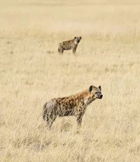 Spotted Hyenas -Crocuta crocuta- in the dry grass, Etosha National Park, Namibia