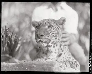Leopard Prints: Spotted Leopard