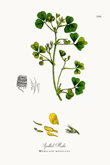 Images Dated 14th October 2017: Spotted Medic, Medicago maculata, Victorian Botanical Illustration, 1863