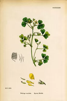 Images Dated 9th June 2017: Spotted Medic, Medicago maculata, Victorian Botanical Illustration, 1863