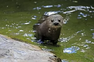 Spotted-necked Otter -Lutra maculicollis-, adult in the water, Eastern Cape, South Africa