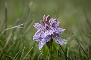 Images Dated 11th June 2013: Spotted Orchid or Heath Spotted Orchid -Dactylorhiza maculata-, Faroe Islands, Denmark