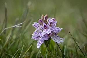 Orchis Prints: Spotted Orchid or Heath Spotted Orchid -Dactylorhiza maculata-, Faroe Islands, Denmark