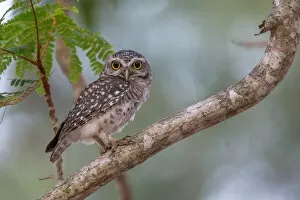 Images Dated 19th May 2016: Spotted Owlet