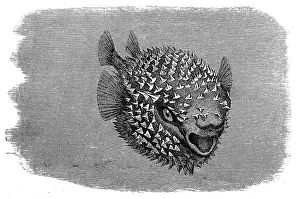Porcupine Prints: Spotted Porcupinefish (Diodon hystrix)