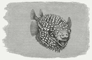 Images Dated 7th April 2014: Spotted Porcupinefish (Diodon hystrix), wood engraving, published in 1884