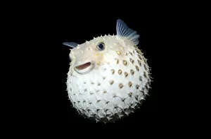 Marine Animal Collection: Spotted Porcupinefish -Diodon hystrix-, Red Sea, Egypt