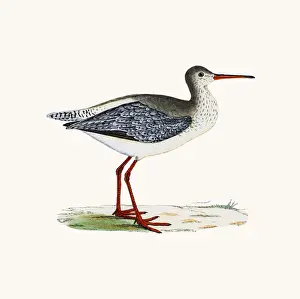 Redshank Prints: Spotted redshank wader shorebird