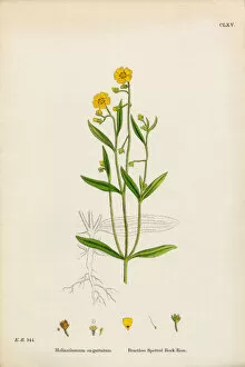 Images Dated 2nd February 2017: Spotted Rock Rose, Helianthemum eu-guttatum, Victorian Botanical Illustration, 1863