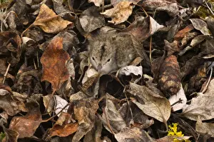 Dead Plant Prints: Spotted sandpiper chick (Actitis macularia) camouflaged in dead leaves