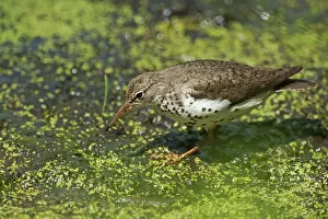 Images Dated 1st August 2015: Spotted sandpiper on summer pond