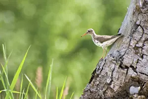 Spotted sandpiper on a tree trunk