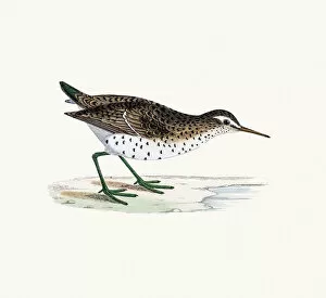 Images Dated 4th June 2016: Spotted sandpiper wader shorebird