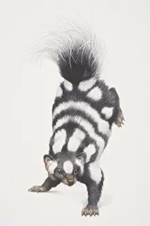 Images Dated 11th July 2006: Spotted Skunk (spilogale putorius) leaping forward with its back feet up in the air, front view