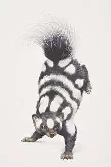 Jumping Prints: Spotted Skunk (spilogale putorius) leaping forward with its back feet up in the air