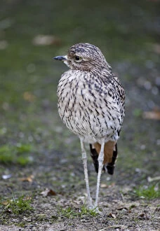 Thick Gallery: Spotted Thick-knee, Burhinus capensis, Spotted Dikkop or Cape Thick-knee (Burhinus capensis)