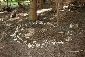 Spotted Toughshank -Rhodocollybia maculata-, growing in a so-called fairy ring, Allgaeu, Bavaria, Germany, Europe