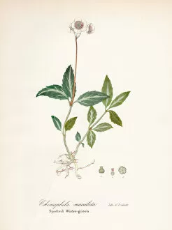 Images Dated 28th April 2017: Spotted wintergreen botanical engraving 1843