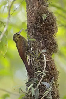 Images Dated 18th February 2017: Spotted Woodcreeper (Xiphorhynchus erythropygius)