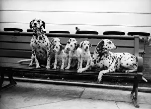 Spotty Family