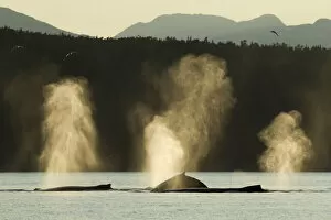 Images Dated 3rd August 2010: Spouting Humpback Whale, Alaska