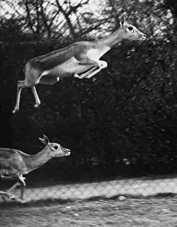 Enclosure Prints: Spring In The Air