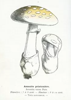 Edible Mushrooms, Victorian Botanical Illustration Collection: Spring Amanita mushroom engraving 1895