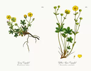 Images Dated 18th December 2017: Spring Cinquefoil, Potentilla verna, Victorian Botanical Illustration, 1863