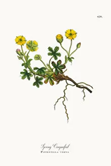 Images Dated 23rd October 2017: Spring Cinquefoil, Potentilla verna, Victorian Botanical Illustration, 1863