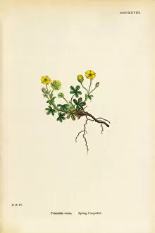 Images Dated 20th September 2017: Spring Cinquefoil, Potentilla verna, Victorian Botanical Illustration, 1863