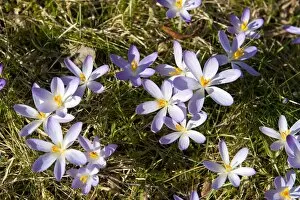 Spring Crocus -Crocus vernus-, Bavaria, Germany