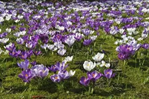 Images Dated 22nd March 2011: Spring crocus, Giant Dutch crocus -Crocus vernus hybrids-, purple