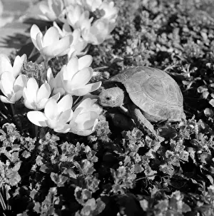 Raymond Kleboe Prints: Spring Crocuses
